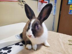 Shelter Stray Male Rabbit last seen fireside Drive, Oceanside, CA, 92057, Oceanside, CA 92058, USA