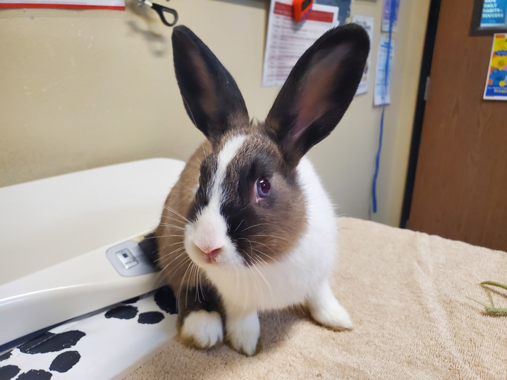 Shelter Stray Male Rabbit last seen fireside Drive, Oceanside, CA, 92057, Oceanside, CA 92058, USA