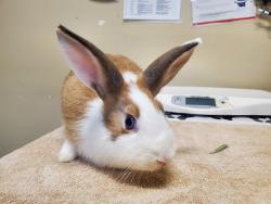 Shelter Stray Female Rabbit last seen fireside Drive, Oceanside, CA, 92057, Oceanside, CA 92058, USA