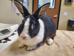 Shelter Stray Female Rabbit last seen fireside Drive, Oceanside, CA, 92057, Oceanside, CA 92058, USA