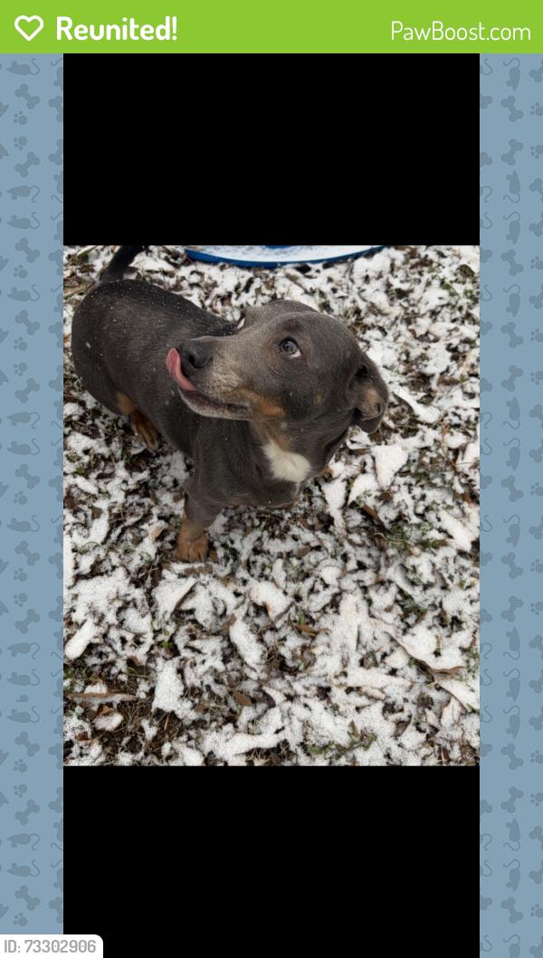 Reunited Male Dog last seen Ventura Drive, Columbus, GA 31909
