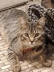 Lost Male Cat last seen Lawson and Campbell on 21st st, Airway Heights, WA 99001