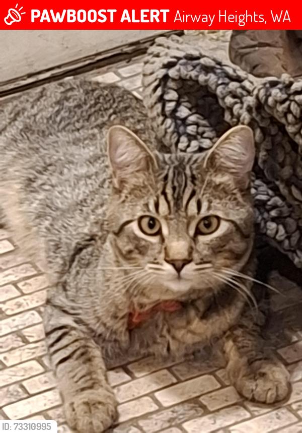 Lost Male Cat last seen Lawson and Campbell on 21st st, Airway Heights, WA 99001