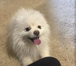 Reunited Male Dog last seen Fair oaks, Fair Oaks, CA 95628