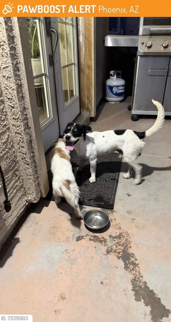 Found/Stray Male Dog last seen Near ave sunland, Phoenix, AZ 85041