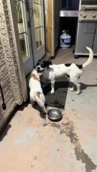 Found/Stray Male Dog last seen Near ave sunland, Phoenix, AZ 85041