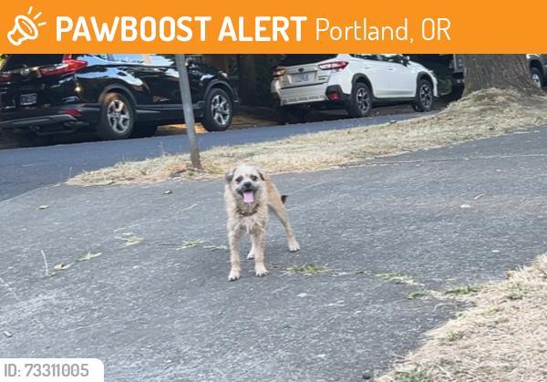 Found/Stray Male Dog last seen Sabin elementary school, Alberta, NE portland, Portland, OR 97212