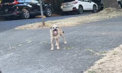 Found/Stray Male Dog last seen Sabin elementary school, Alberta, NE portland, Portland, OR 97212
