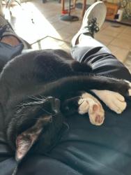 Lost Male Cat last seen Dane Park, Garland, TX 75044