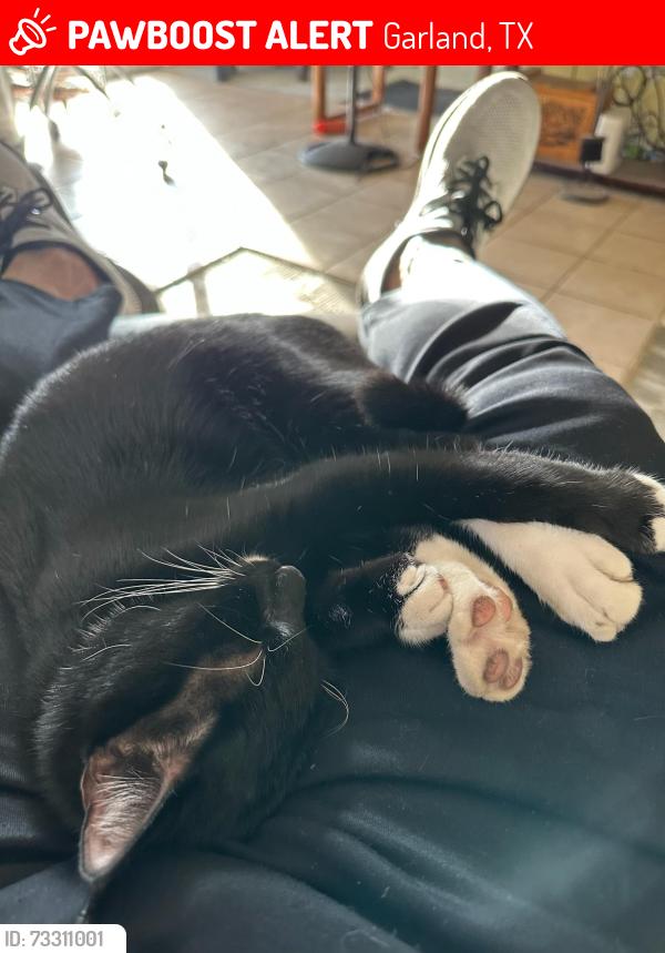 Lost Male Cat last seen Dane Park, Garland, TX 75044