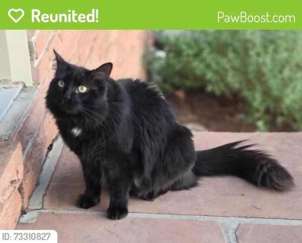 Reunited Male Cat last seen S Monroe and Louisiana, Denver, CO 80210