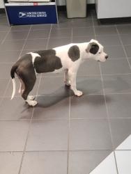 Found/Stray Unknown Dog last seen Westbury Post Office 77035, Houston, TX 77035