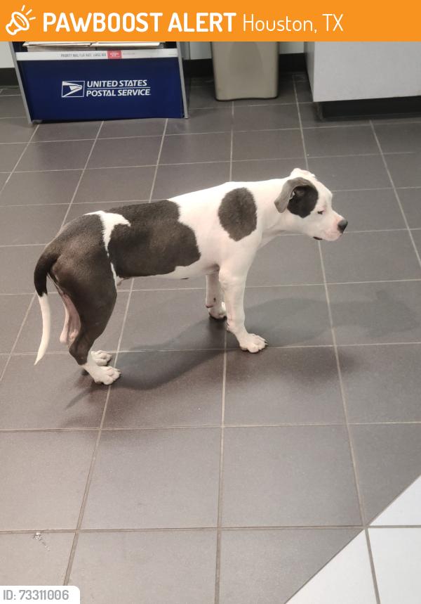 Found/Stray Unknown Dog last seen Westbury Post Office 77035, Houston, TX 77035
