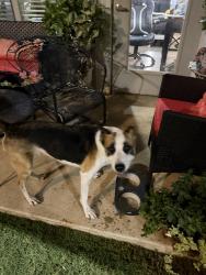 Reunited Female Dog last seen Jovia apmts, Grand Prairie, TX 75052
