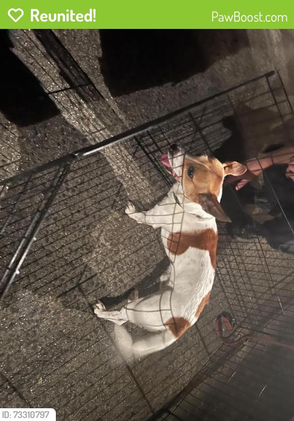 Reunited Male Dog last seen Stratford Road, Asheville, NC 28804