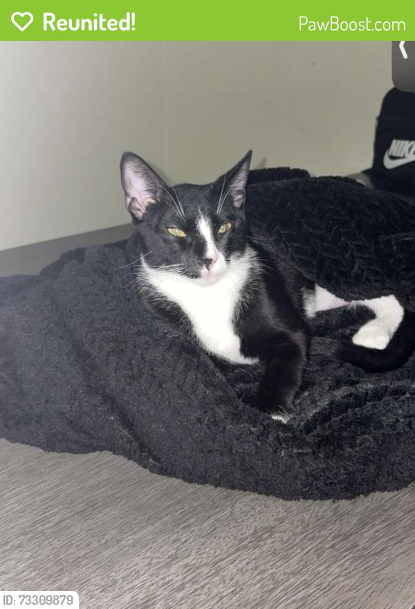 Reunited Male Cat last seen Fairview and Nebraska St, Chandler, AZ 85225