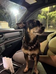 Reunited Female Dog last seen sunset strip, Sunrise, FL 33322