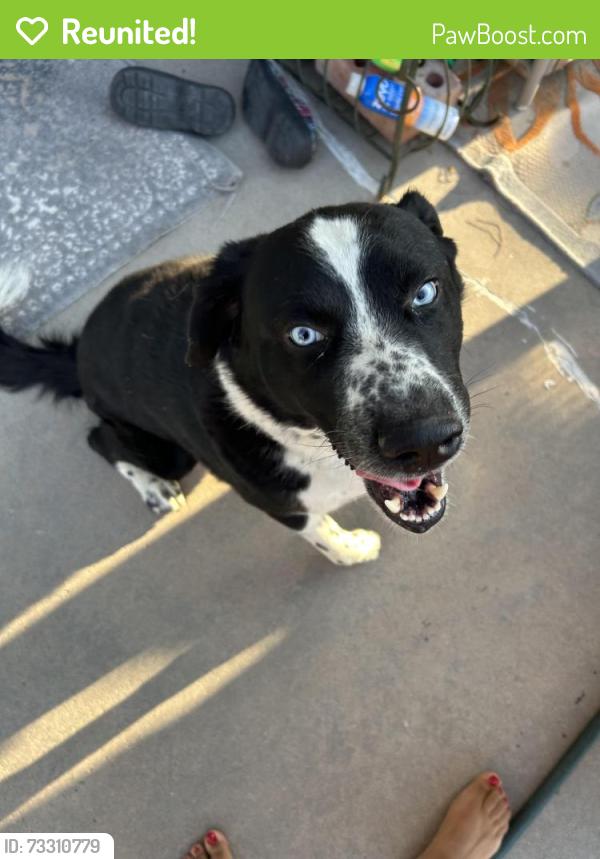 Reunited Male Dog last seen Canyon Run / High Ridge, El Paso, TX 79912