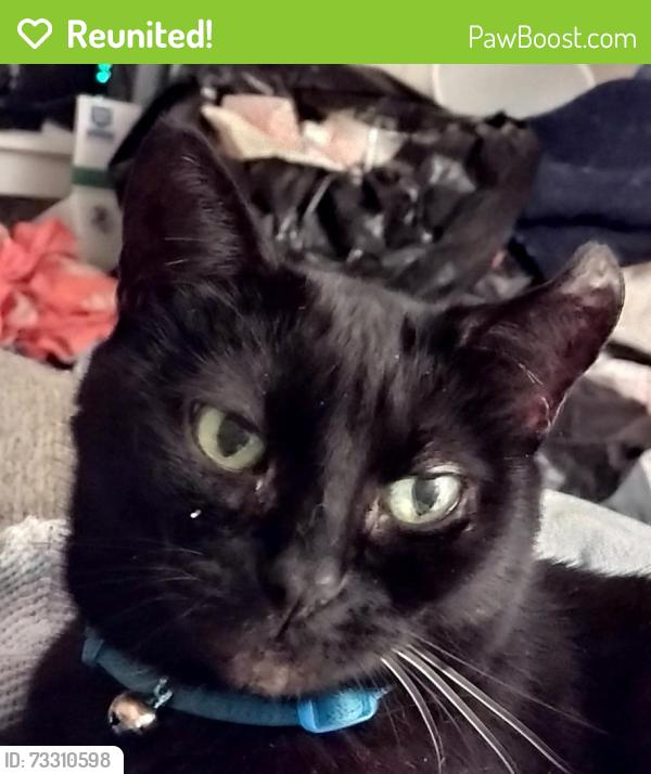 Reunited Female Cat last seen 15 Mile Road & Ryan, Sterling Heights, MI 48310