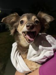 Reunited Female Dog last seen Temple Intermediate Middle School, Rosemead, CA 91770