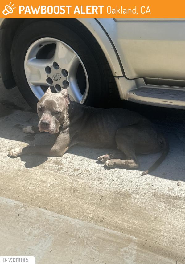 Found/Stray Male Dog last seen Near Foothill Blvd Oakland, CA 94601 United States, Oakland, CA 94601