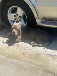 Found/Stray Male Dog last seen Near Foothill Blvd Oakland, CA 94601 United States, Oakland, CA 94601