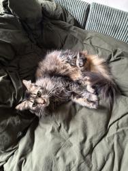Lost Female Cat last seen Kedzie & Wrightwood, Chicago, IL 60647