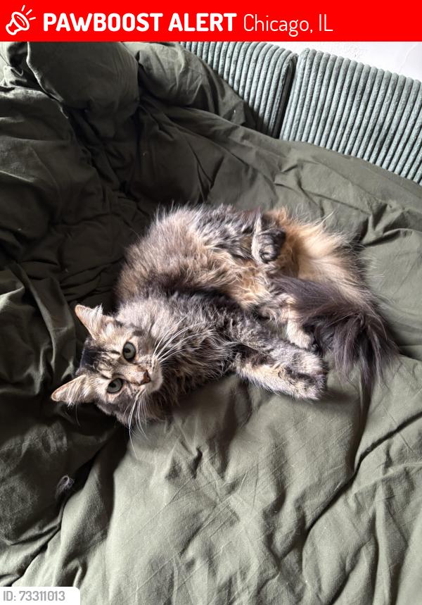 Lost Female Cat last seen Kedzie & Wrightwood, Chicago, IL 60647