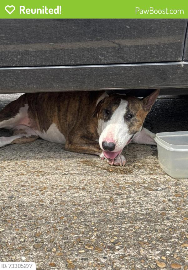 Reunited Female Dog last seen Holly Place apmts, Lafayette, LA 70503