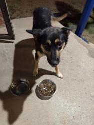 Found/Stray Female Dog last seen NW 10th St and Tulsa, Oklahoma City, OK 73107