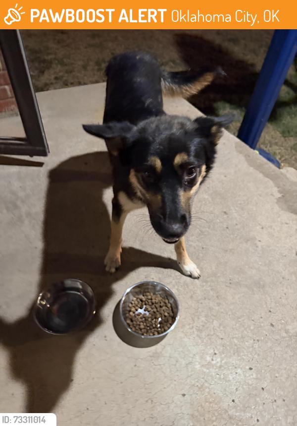 Found/Stray Female Dog last seen NW 10th St and Tulsa, Oklahoma City, OK 73107