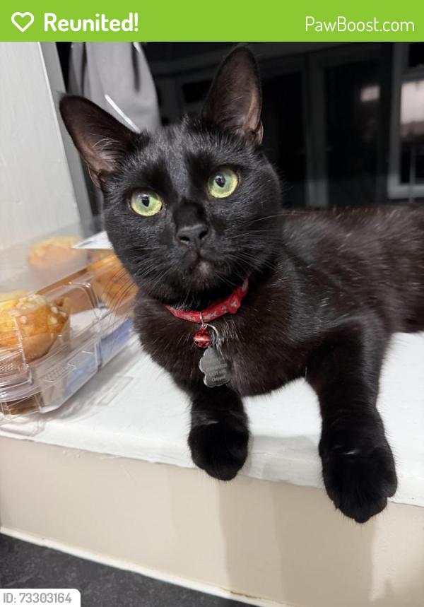 Reunited Male Cat last seen Kingston Road, Surrey, England GU15 4AG