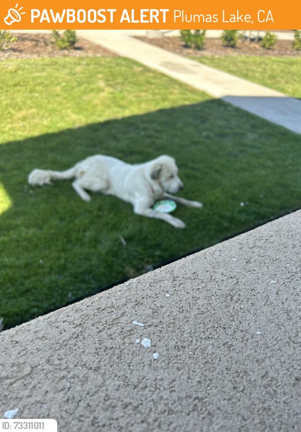 Found/Stray Unknown Dog last seen Near River Oaks Blvd (River Oaks family Apts) plumas Lake, Plumas Lake, CA 95961