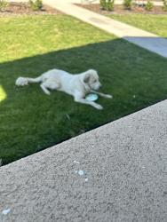 Found/Stray Unknown Dog last seen Near River Oaks Blvd (River Oaks family Apts) plumas Lake, Plumas Lake, CA 95961