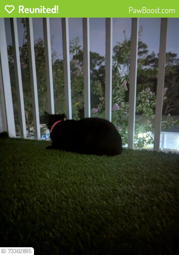 Reunited Female Cat last seen Elmhurst village front office, Oviedo, FL 32765