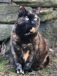Lost Female Cat last seen Country Gables, Glendale, AZ 85306