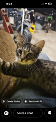 Lost Female Cat last seen Mattis, St. Louis, MO 63128