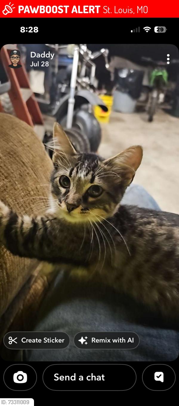 Lost Female Cat last seen Mattis, St. Louis, MO 63128