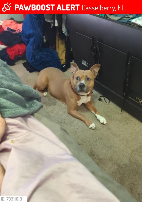 Lost Male Dog last seen 8th street mobile home park, Casselberry, FL 32707