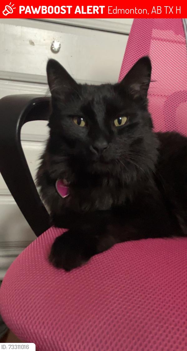Lost Female Cat last seen Between 116th street and 115th street; Near Castle Downs Road., Edmonton, AB T5X 1H8