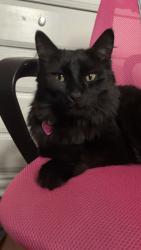 Lost Female Cat last seen Between 116th street and 115th street; Near Castle Downs Road., Edmonton, AB T5X 1H8
