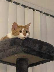 Lost Male Cat last seen Fire station, Stanwood, WA 98292
