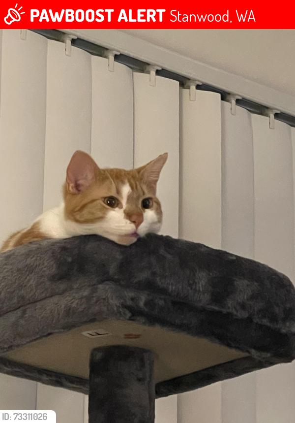 Lost Male Cat last seen Fire station, Stanwood, WA 98292