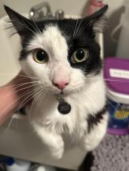 Lost Male Cat last seen Sabin Ct, Murfreesboro, TN 37128