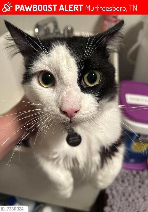 Lost Male Cat last seen Sabin Ct, Murfreesboro, TN 37128
