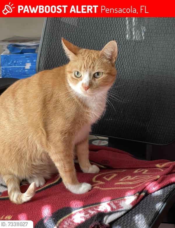 Lost Female Cat last seen Crooked oak drive and Lexington, Pensacola, FL 32514
