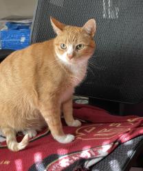 Lost Female Cat last seen Crooked oak drive and Lexington, Pensacola, FL 32514
