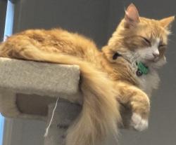 Reunited Male Cat last seen Murphy Grove and Sylvester Grove, Preston, VIC 3072