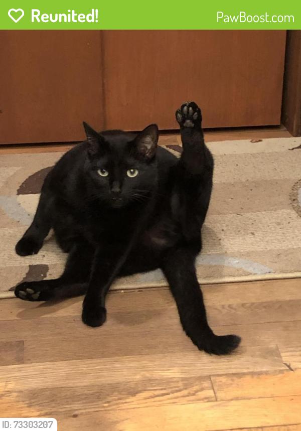 Reunited Female Cat last seen 71st and Ralston, Indianapolis, IN 46240