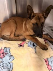 Shelter Stray Female Dog last seen , 14409 Vanowen St, Van Nuys, CA 91405, USA